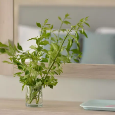 Proteas Mare * Protarász